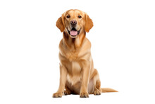 A Golden Dog Isolated On Transparent Background.