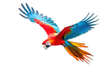 A Scarlet Macaw Parrot Flying Isolated On Transparent Background.