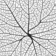 Wall Mural - leaf vein texture abstract background with close up plant leaf cells ornament texture pattern. black