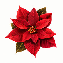Poinsettia Clipart Isolated On White Background