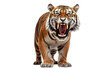 Snarling Tiger Portrait On Transparent Background