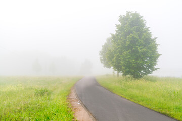 Wall Mural - Tranquil, misty morning on tranquil country road through green nature landscape.