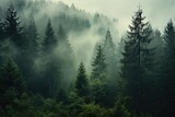 Fototapeta  - Panoramic view of misty foggy mountain landscape with fir forest, morning fog. Evanescent atmosphere in the woods wrapped in mist. Vintage retro hipster style