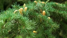 Autumn Cedrus Deodara Branch Swaying With Male Cones Close Up