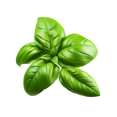 Wall Mural - Basil isolated on transparent background