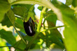 Young eggplant growing in the garden close-up