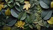 leaf colorful dry green abstract illustration design plant, natural flower, floral decoration leaf colorful dry green abstract