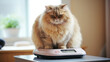Overweight cat sitting on weight scale