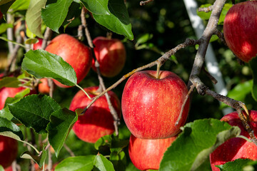 Wall Mural - The Aikanokaori, a delicious apple variety from the orchard.