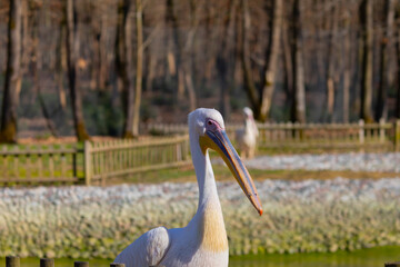 White pelicans wandering in nature