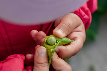 Peas in a garden home grown, spring, summer and autumn harvest