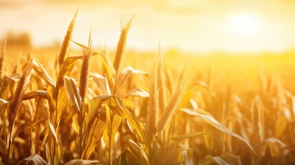 agriculture yellow sunny morning farmers illustration plant harvest, agricultural rural, land sky agriculture yellow sunny morning farmers
