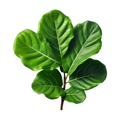 Wall Mural - Ficus Lyrata( Fiddle Leaf Fig) isolated on transparent background