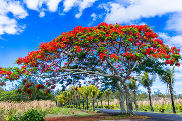 Exotic nature of tropical island Mauritius. Red flowers blooming tree Flamboyant - flame tree.