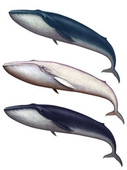 Wall Mural - Large set of whales side view. Blue whale great illustration isolate art realistic.