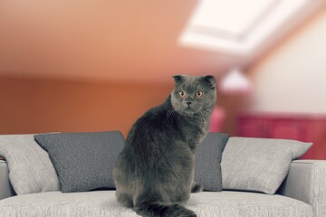 Canvas Print - Beautiful cute Cat sits at home