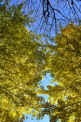 Wall Mural - Gingko rees with yellow leaves and blue sky