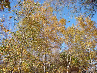 Wall Mural - An amazing landscape of a birch grove in a golden outfit of warm autumn on the background of a clear blue sky.