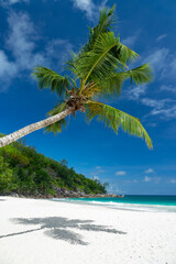  Leaning palm tree at Anse Georgette scenic beach in Praslin island, Seychelles