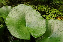 Raindrops On A Lily Pad In The Pond