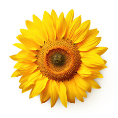 Wall Mural - Vibrant Yellow Sunflower Isolated on White Background