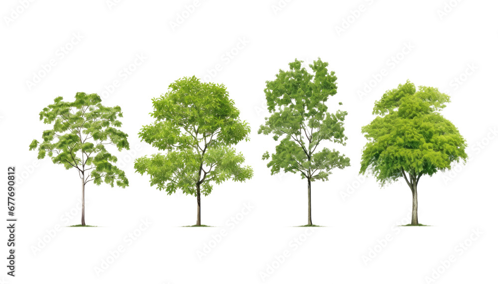 slim tree set isolated on transparent background cutout Stock ...