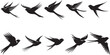 bird seagull Swallow pigeon vector Seamless Pattern isolated wallpaper background, 