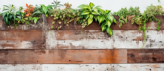 The vintage wood construction of the building s white grunge wall creates a background with an abstract pattern textured design and a touch of nature through the vibrant plant colors