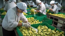 Employees, Workers Selecting Bananas, Checking Condition And Dividing Into Different Boxes. Store Food Distribution. Quality Check