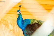 Closeup Of A Peafowl, Peacock With Its Tail Feathers Closed And Staring Into The Camera