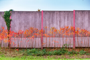 Canvas Print - Herbstliches Laub an einer Lärmschutzwand