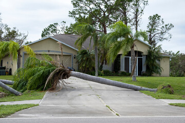 Wall Mural - Tree removal after hurricane damage to palm tree in Florida home backyard. Fallen down debris after strong tropical storm winds. Consequences of natural disaster