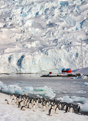 Wall Mural - Group of Adelie penguins (Pygoscelis adeliae) near an Argentine Research Station in Paradise Bay on the Antarctic Peninsula, Antarctica. 