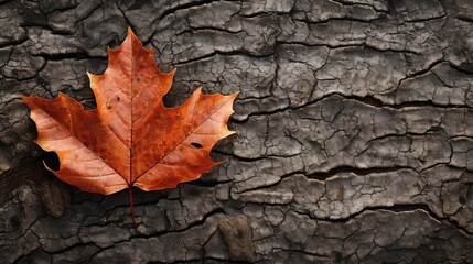 Canvas Print - closeup tree natural backdrop macro illustration abstract summer, environment texture, leaf forest closeup tree natural backdrop macro