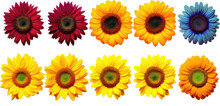 Set Of Sunflowers Shot From Above In Various Colors Isolated On Transparent Background.