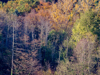 Wall Mural - Herbstlich gefärbte Bäume im Mischwald