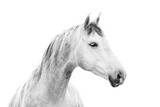 Fototapeta  - Beautiful white grey mare with a white background