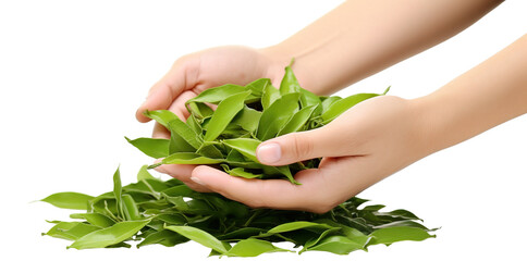 Wall Mural - Hands holding tea leaves, cut out