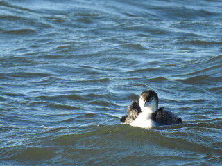 A common loon swimming in the waters of the Barnegat Bay, Ocean county, New Jersey.