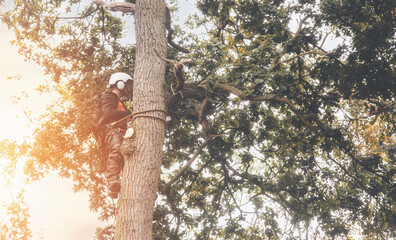 Wall Mural - Arborist climbing up the tree and cutting branches off with small petrol chainsaw