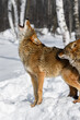 Coyote (Canis latrans) Howling Second Sniffs Winter