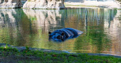 Wall Mural - The amphibious hippopotamus is in the water