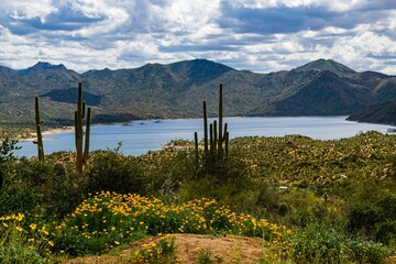 Canvas Print - Sonoran Desert with big cacti wildflowers hills and a lake in the background under cloudy sky