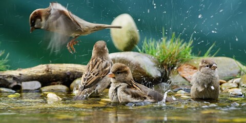 Wall Mural - Four house sparrows take a bath. They spray water. Czechia.