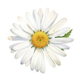 Fototapeta Kwiaty - One watercolor daisy flower. Chamomile on white
