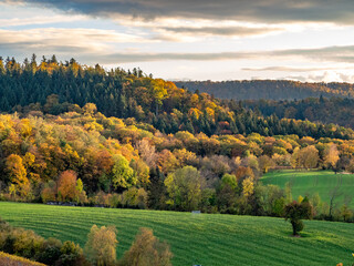 Wall Mural - Herbstlich gefärbte Bäume im Mischwald