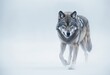Lone Wolf Trekking Through Winter Wonderland