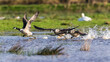 Canada Goose, Branta canadensis birds in flight over Marshes