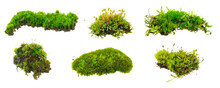 Moss On White Isolated Background