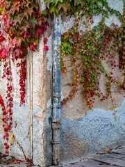 Poster - Herbstlich gefärbter Wilder Wein an der Fassade